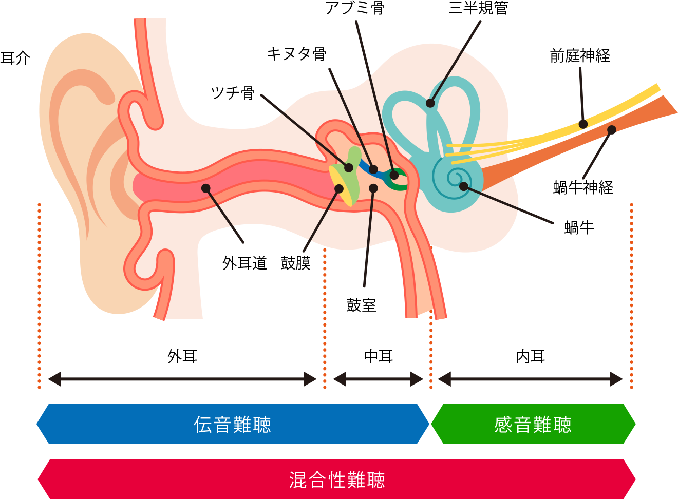 聞こえのしくみと難聴の種類